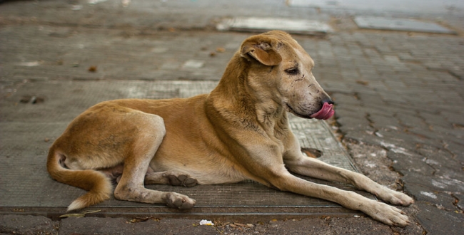 Women killed by 4 women for adopting street dog