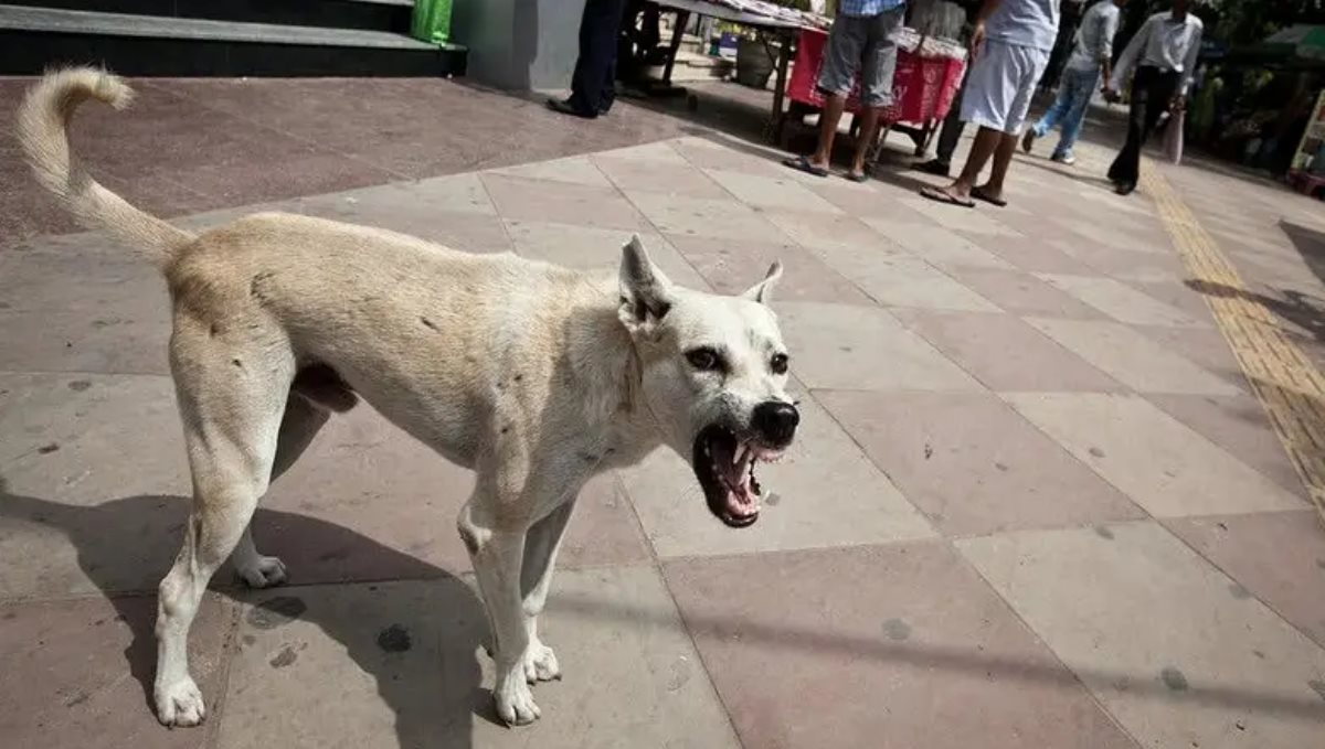 Street dog bite election candidates in thambaram