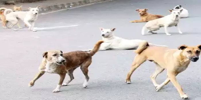 A rabid dog chased people who went to Palani Padayatra and bit them...More than twenty people were shocked...!