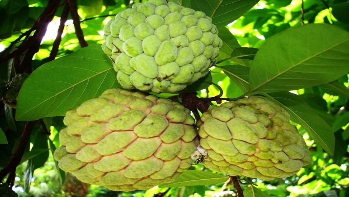 Sugar-apple is native to the United States and the West Indies