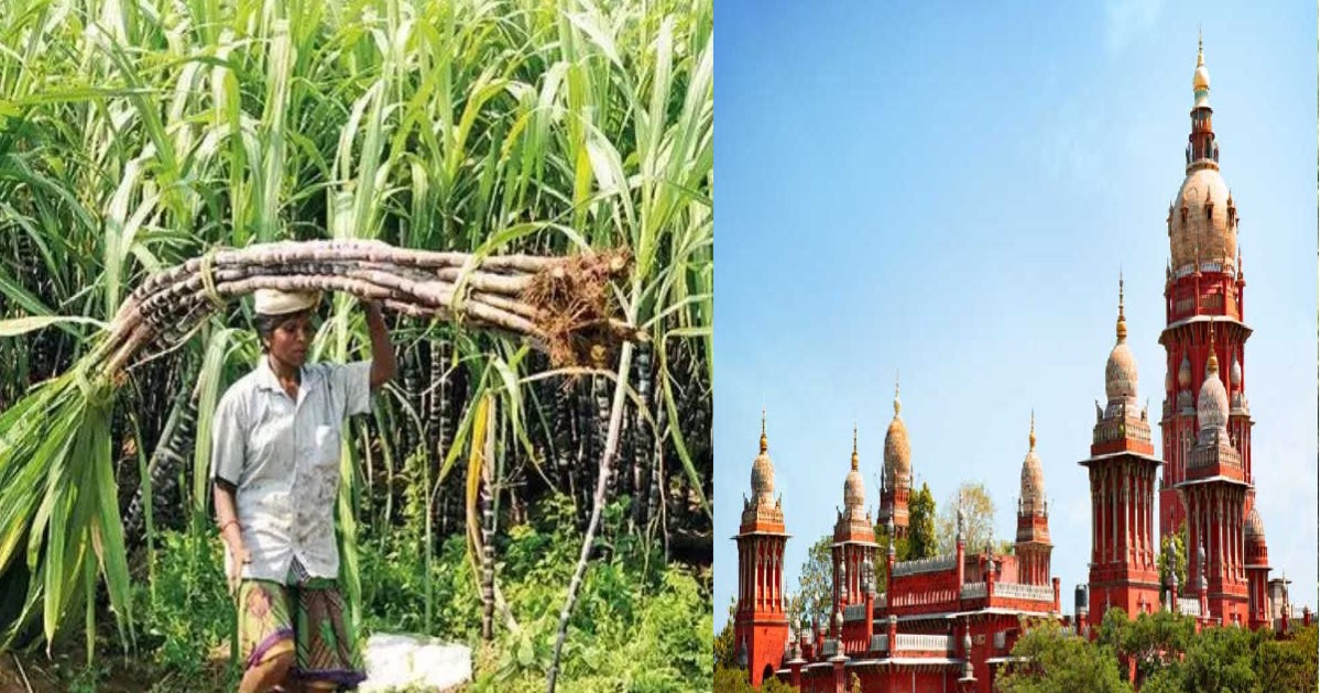 Chennai HC Appeal Pongal Festival Sugarcane Distribution 