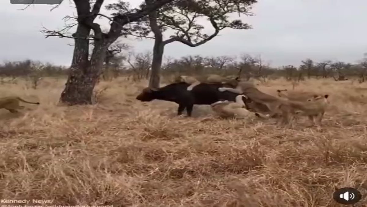 buffalow-throw-lions-video-viral