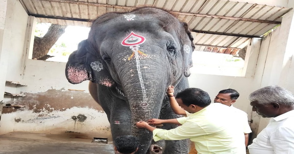 in Thoothukudi Tiruchendur Temple Elephant Kills 2 Man 