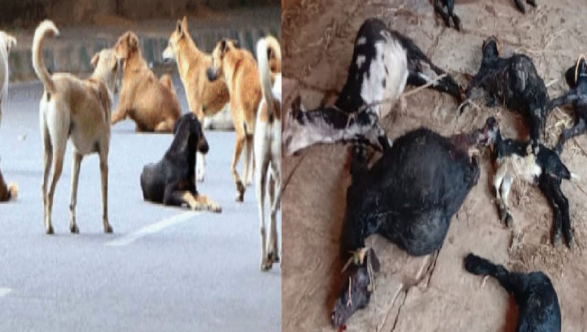 street-dogs-killed-goat