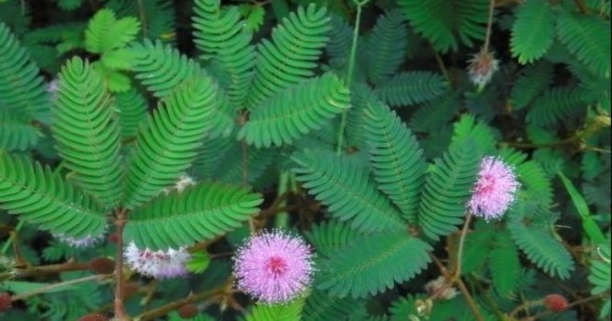Mimosa pudica