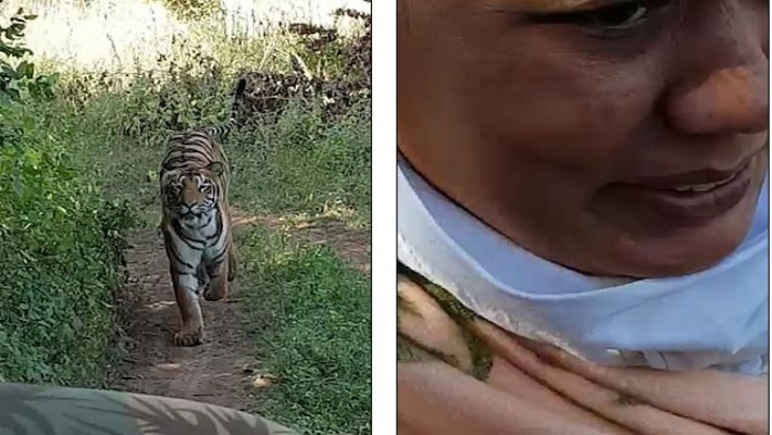 tiger-chasing-video-in-andheri-tiger-reseve