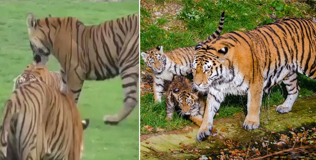 Mother tiger fighting with kids for not hunting