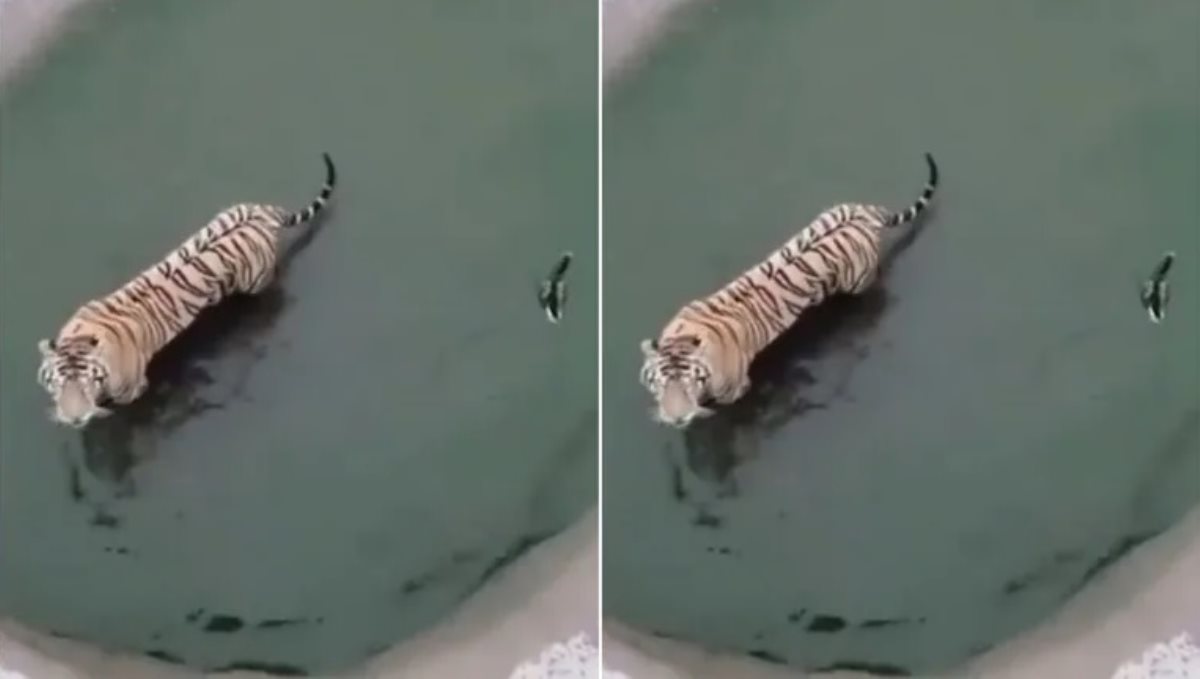 Anand Mahindra shares viral video of a duck dodging tiger