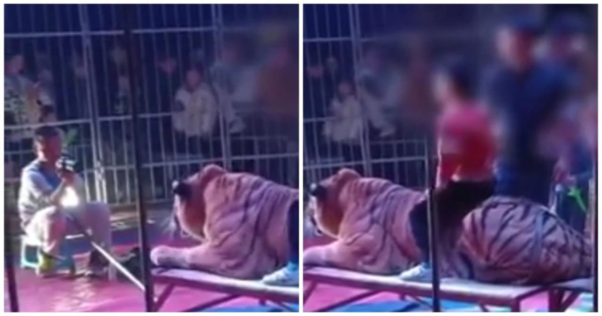 China Guangxi Circus Tiger Show to Children take Photo 