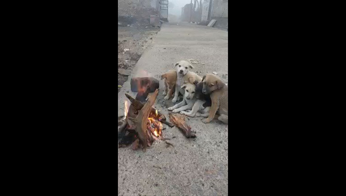 man-help-to-dogs-video-viral