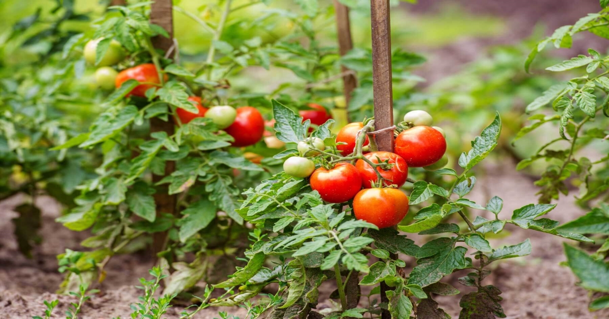 Tomato Farmer gain 1.40 crore in one month