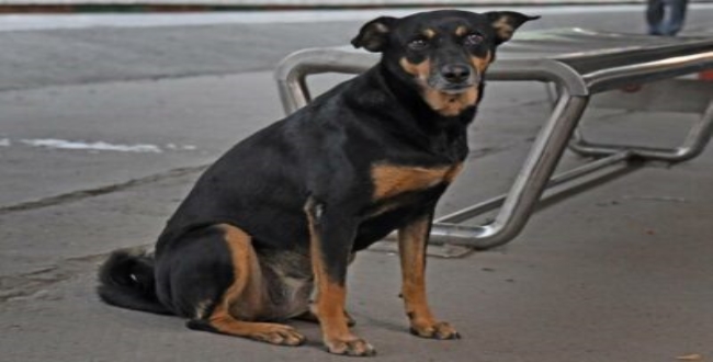 dog saved passengers in train