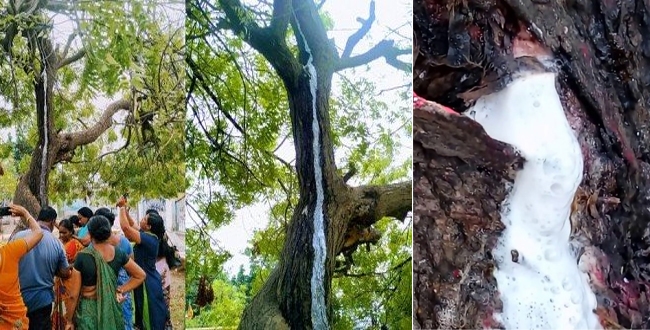 Mysteries tree found in thoothukudi photo goes viral
