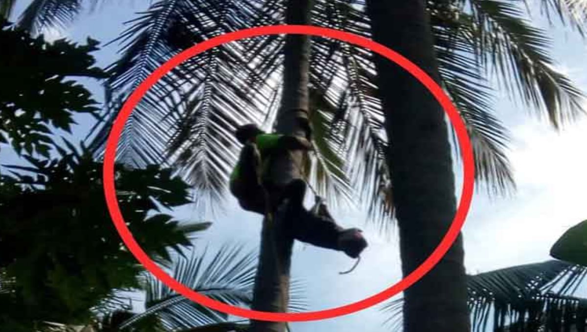 Worker rescue while unconscious in a tree