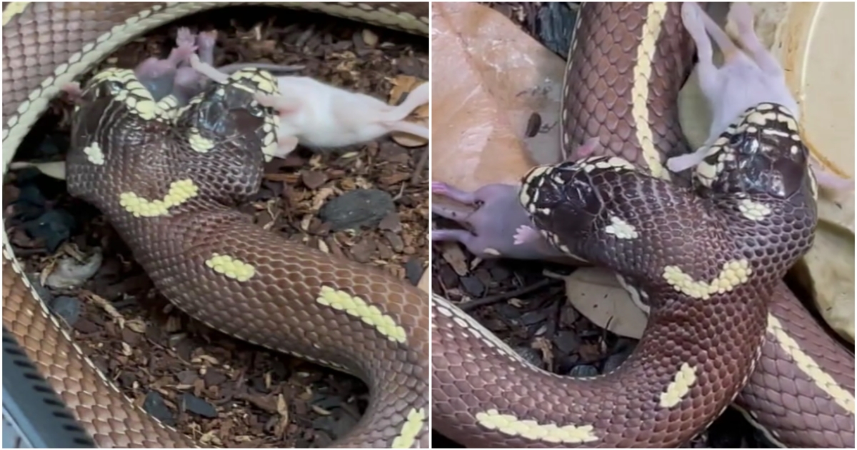 two-headed-snake-hunts-two-mice-viral-video