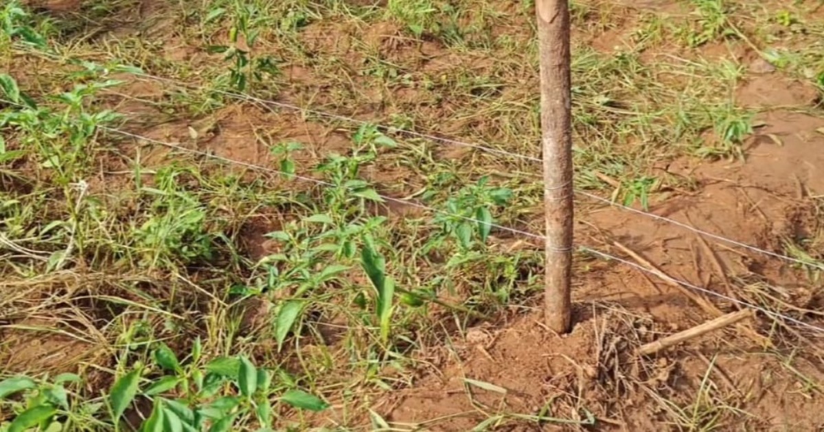 in Kallakurichi Ulunthurpet Flower Seller Dies Electrocution on Electric Fence 