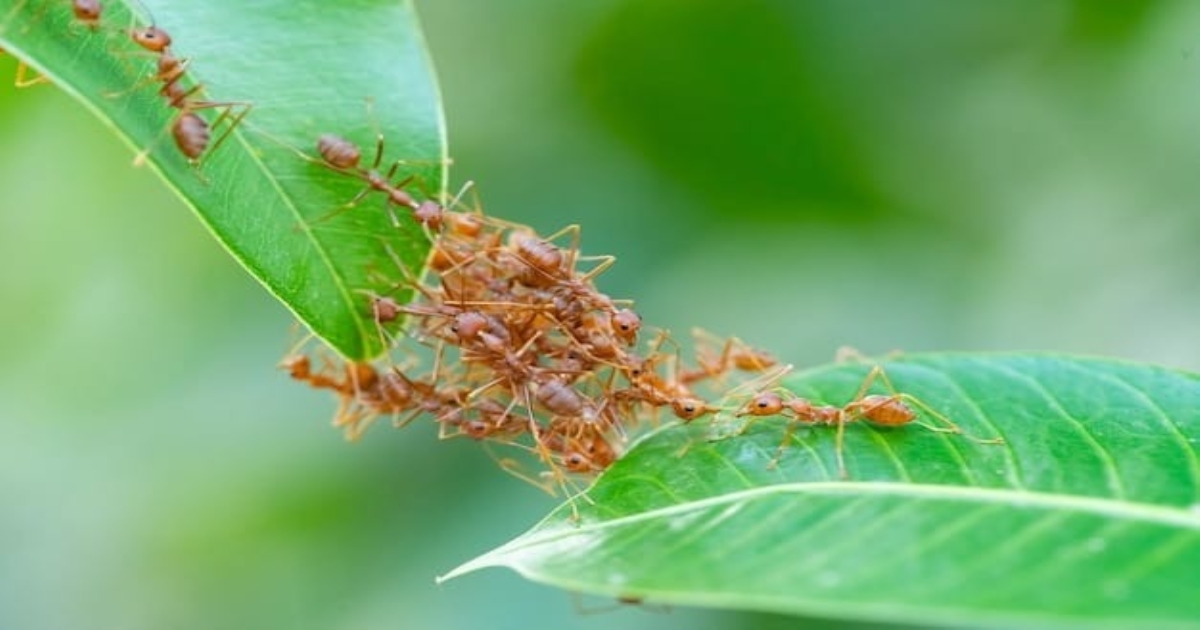 musiri-ants-video-explained