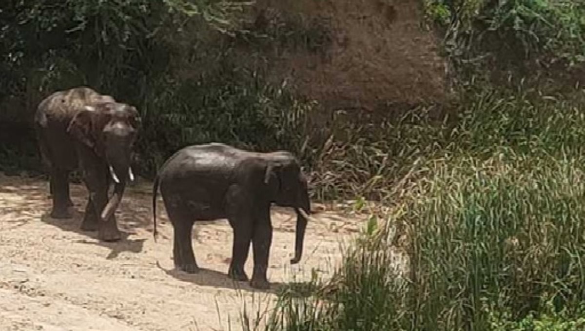 youth-attacked-and-killed-by-an-elephant-near-nilgris