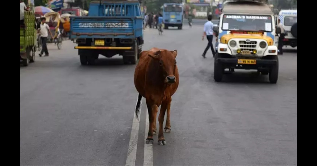 Road accidents increased by cattle... More than 900 people died in the last five years-Ariana..