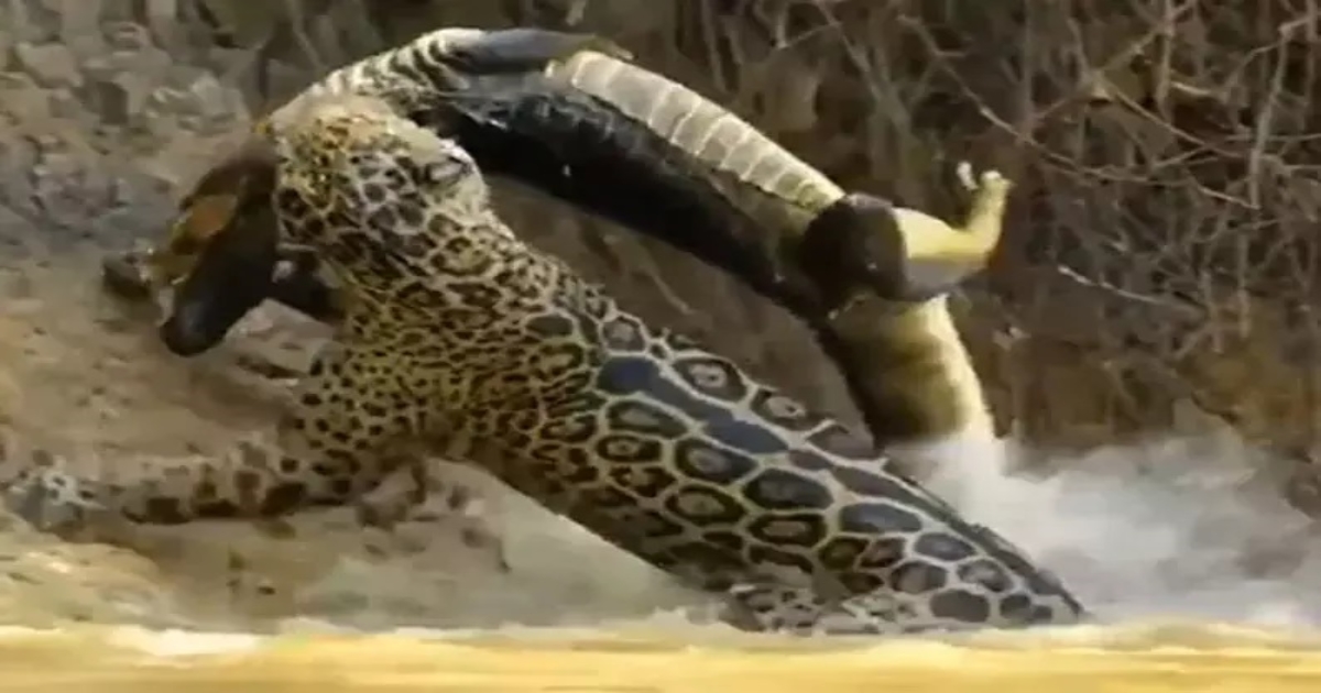 a-leopard-jumped-into-the-river-and-grabbed-a-crocodile