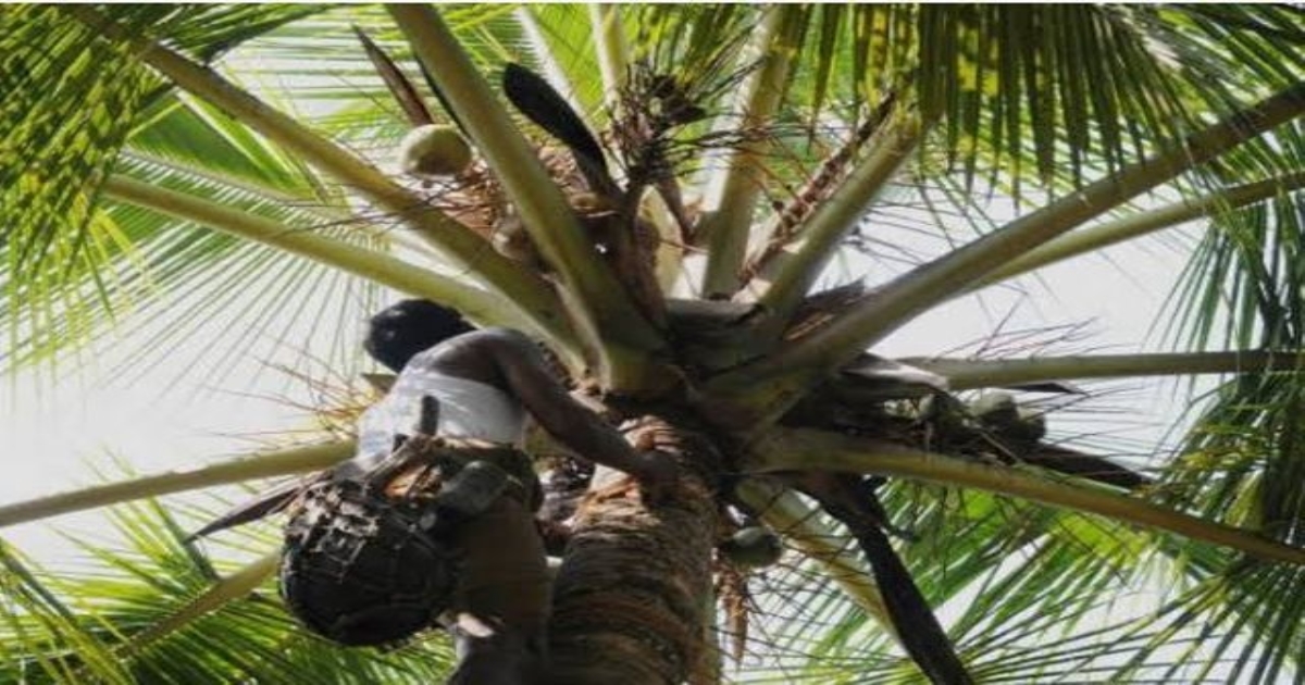 The woman who sold coconut trees illegally is on the run