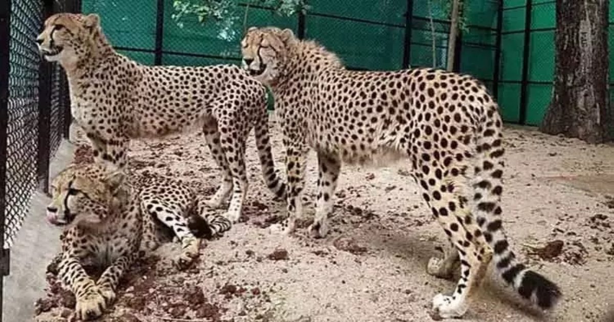 Government of Namibia has given 8 Cheetahs to India