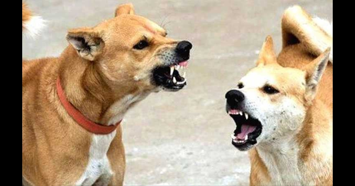 Will you ever give any dog ​​an injection?.. The rabid dog that bit the vet..!