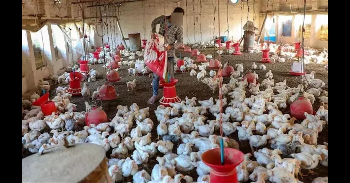 1800 chicks died in Kerala government farm due to bird flu..