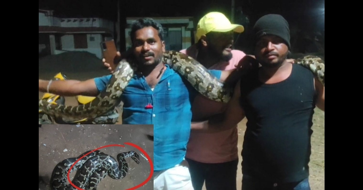 The python that entered the town caused excitement... Shocked by the incredible courage of the youth...