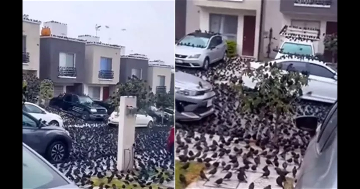 In Japan, thousands of crows surrounded the island in a crowd.... people in shock...