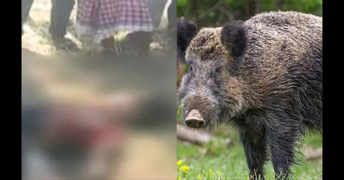 A mother died after fighting with a wild boar to save her 11-year-old daughter... a disturbing incident..