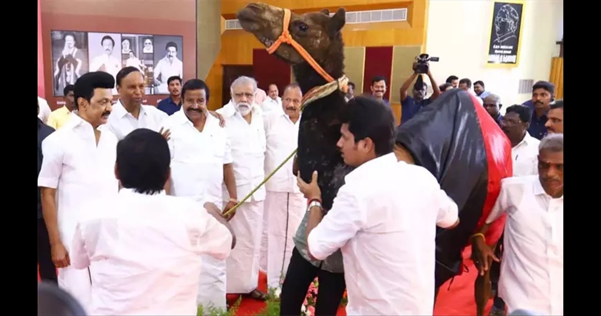 Chief Minister DMK volunteer who gifted the camel to Stalin .. 
