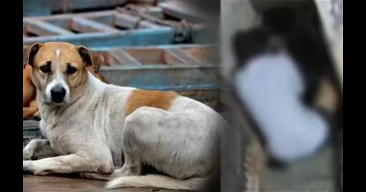 An intoxicated man sexually assaulted a street dog has caused a shock.