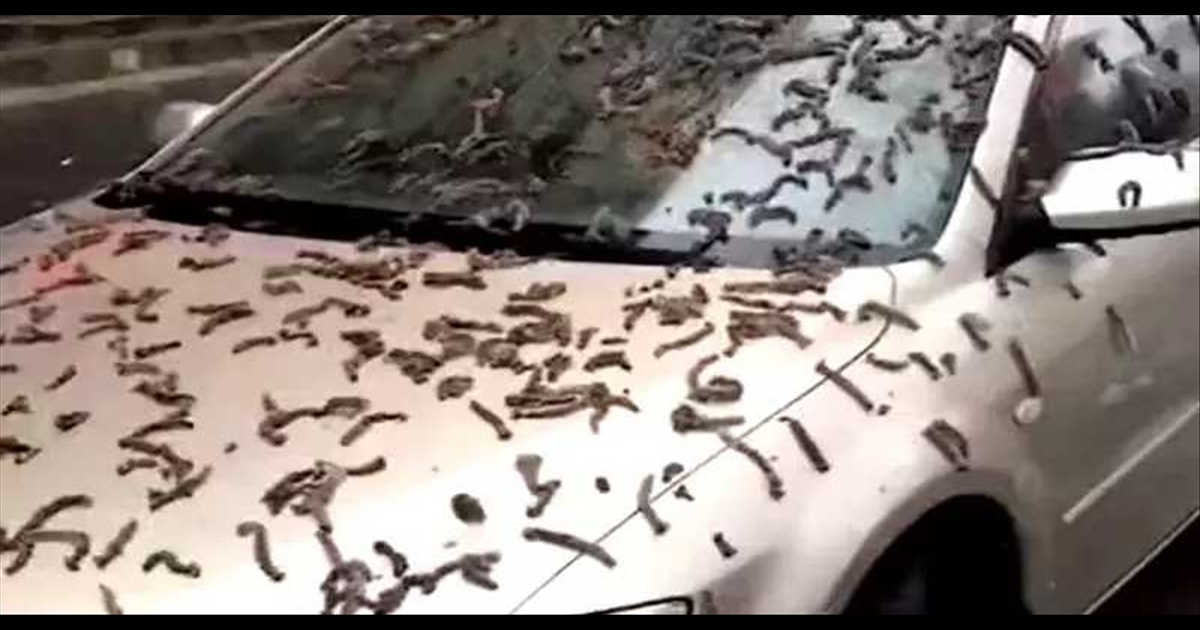 Sensational video spreading that it rained worms in China..?... Scientists explain...
