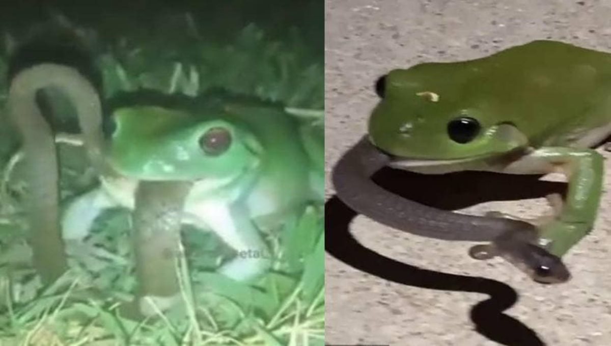 frog-swallow-snake-viral-video