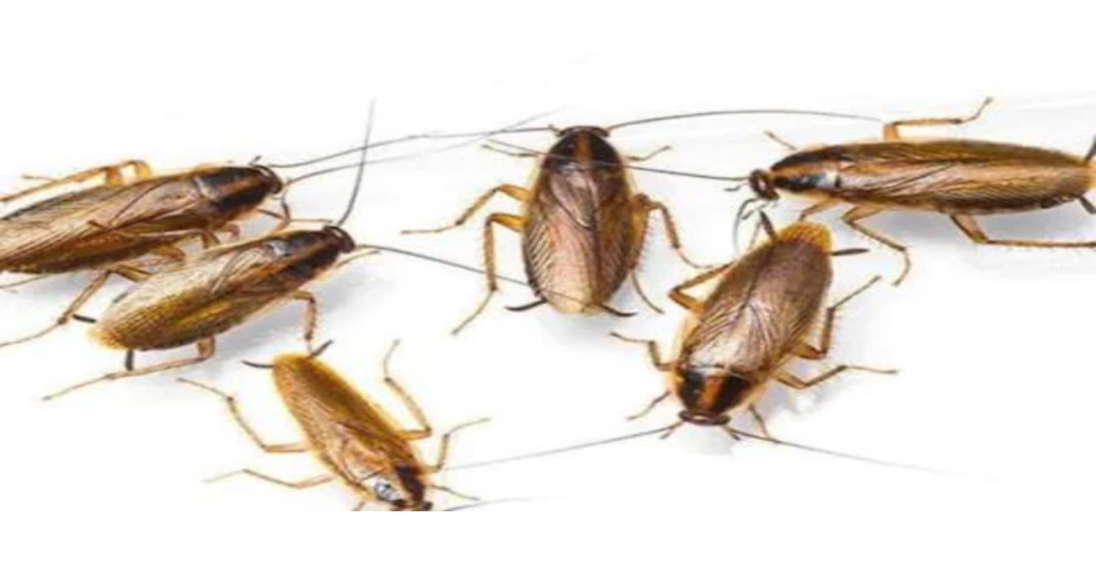 Are cockroaches in your home? Don't worry anymore.. the solution is here..!