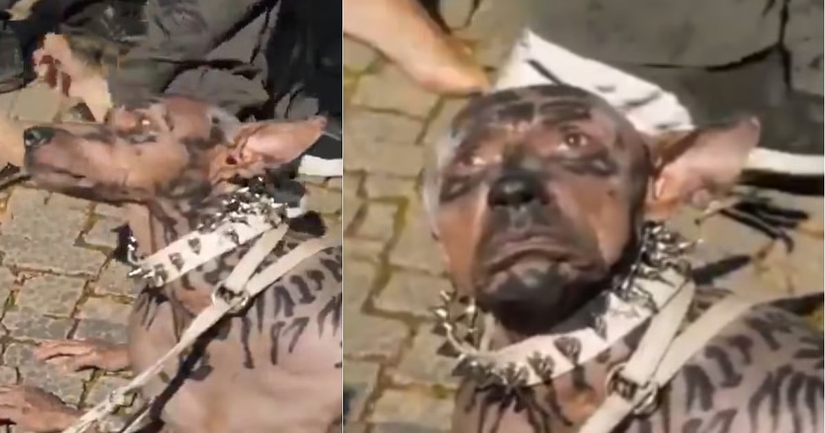 japanese-man-dog-costume-viral-claim