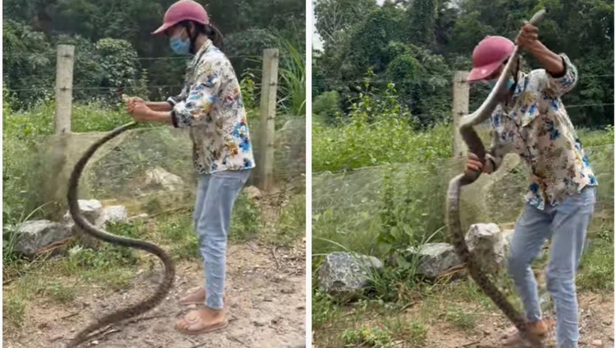 Women catch snake viral video