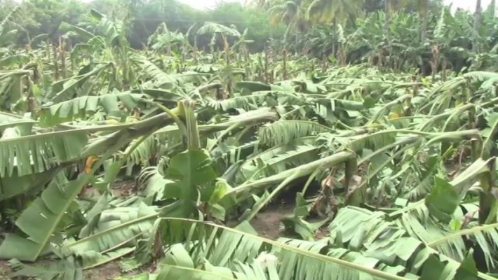 farmer died in heart attack for Gaja strom