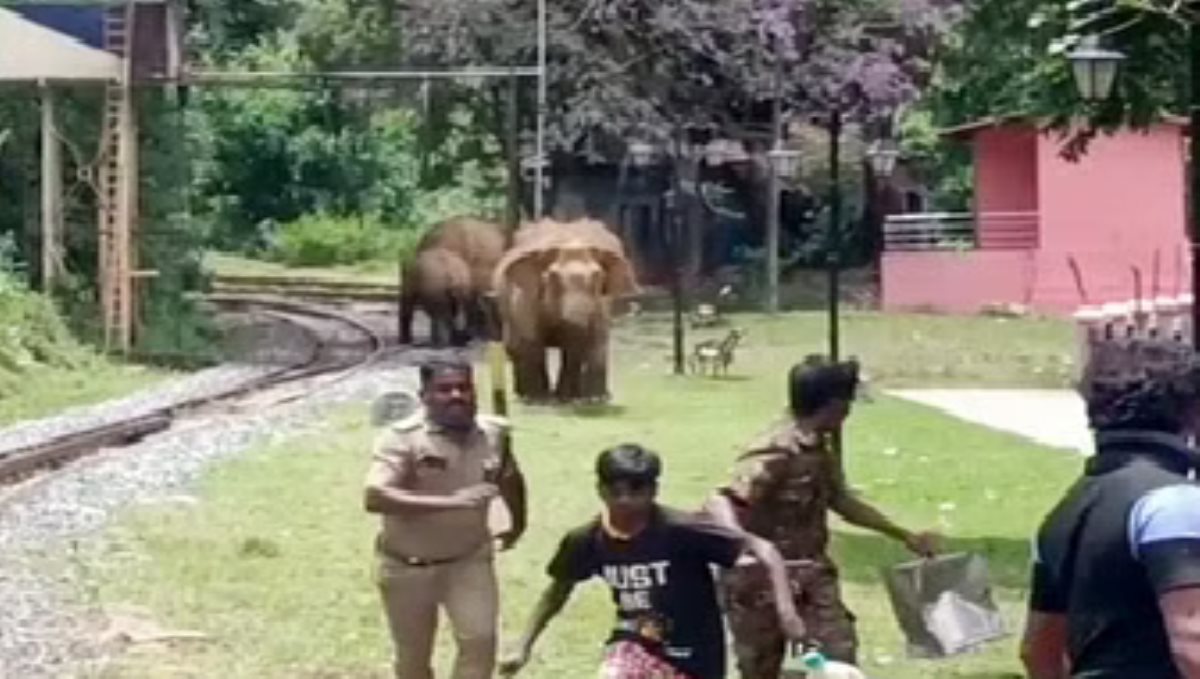 forrest officers freared and run for elephant