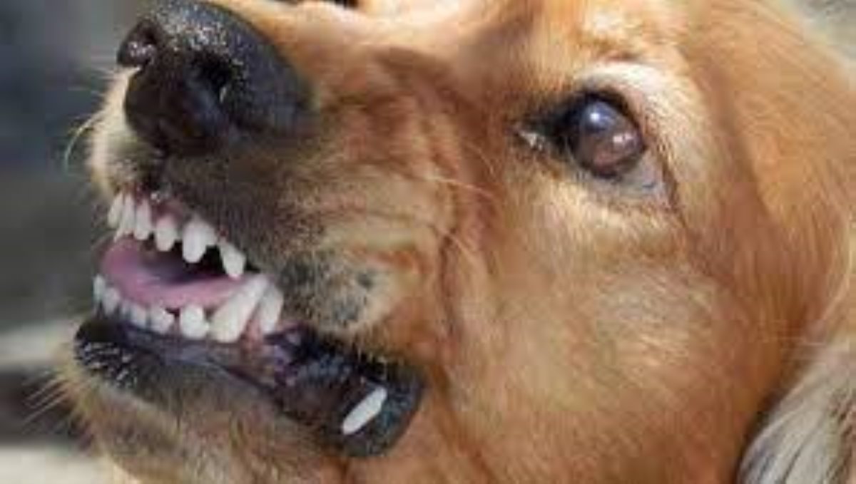 rabid dog bites 47 people