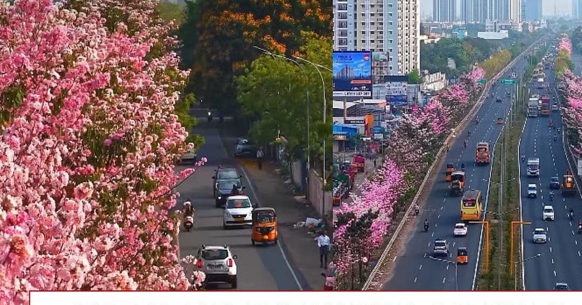 chennai-pink-trumpet-blossom-drone-video-viral