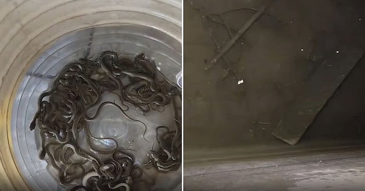 27-snake-hatchlings-found-in-water-tank-odisha