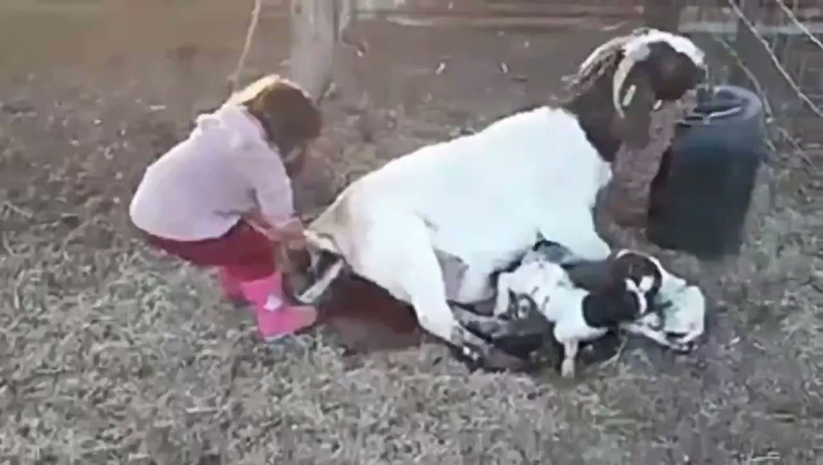Young girl helps goat to giving birth viral video