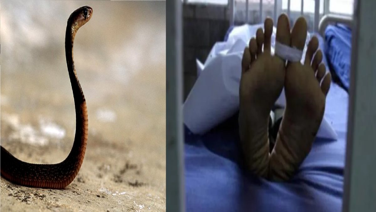 Karnataka Chikmagalur Woman Died Snake Byte Anti Dose Nil in 4 Hospitals Including GH 