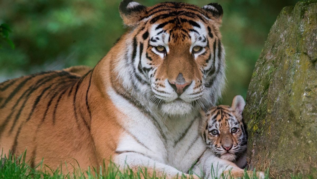 Baby tiger play with mother