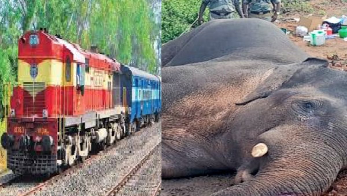 The train collided with the elephant
