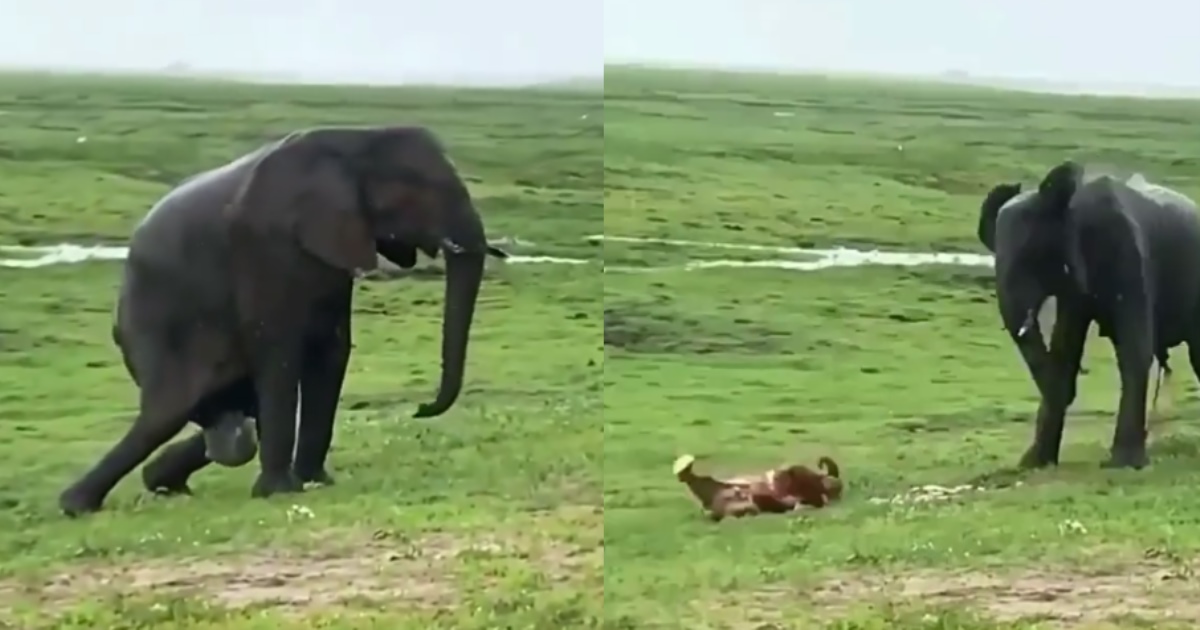 elephant-gives-birth-a-baby-elephant