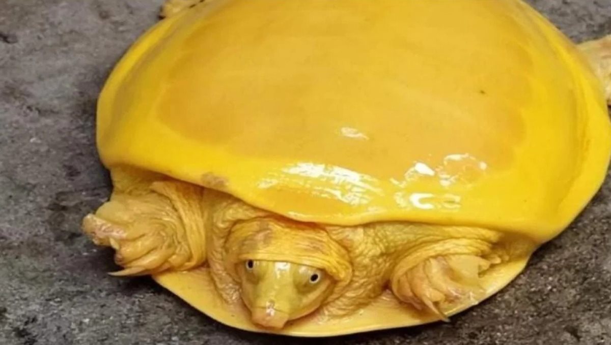rare-yellow-turtle-rescued-from-pond-in-west-bengal