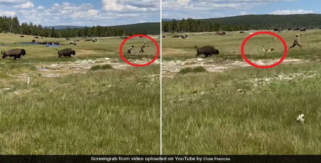 Tourist Trips And Falls While Fleeing Charging Bison